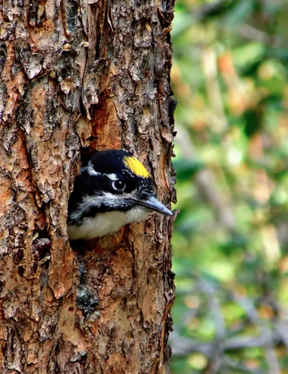 Screen Shot 2018-08-05 at 10.04.29 PM